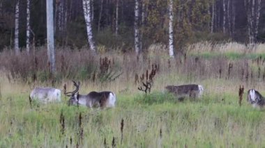 Sonbaharda Kuzey Finlandiya, Laponya 'da ren geyikleri. Avrupa