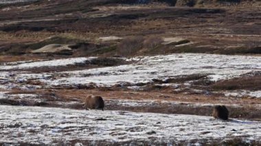 Norveç, Dovrefjell Ulusal Parkı 'nda, etkileyici boynuzlarıyla kar ve bitkilerle çevrili bir misk öküzü..