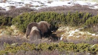 Norveç, Dovrefjell Ulusal Parkı 'nda, etkileyici boynuzlarıyla kar ve bitkilerle çevrili bir misk öküzü..