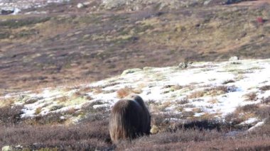 Norveç, Dovrefjell Ulusal Parkı 'nda, etkileyici boynuzlarıyla kar ve bitkilerle çevrili bir misk öküzü..