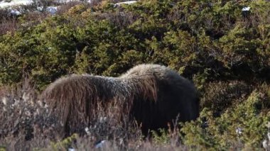Norveç, Dovrefjell Ulusal Parkı 'nda, etkileyici boynuzlarıyla kar ve bitkilerle çevrili bir misk öküzü..