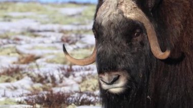 Norveç, Dovrefjell Ulusal Parkı 'nda, etkileyici boynuzlarıyla kar ve bitkilerle çevrili bir misk öküzü..
