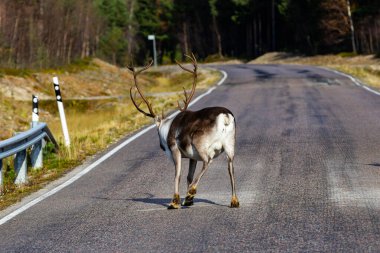 Sonbaharda Kuzey Finlandiya, Laponya 'da ren geyikleri.