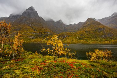 Lofoten Adaları, Norveç 'te sonbahar manzarası, renkli yeşillikler ve barışçıl fiyort içerir..