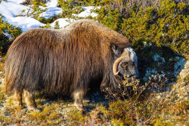 Norveç 'in güneyindeki Dovrefjell Ulusal Parkı' ndaki misk öküzü, etkileyici boynuzlarıyla kar ve bitki örtüsüyle çevrili..