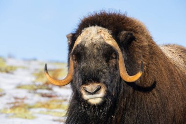 Norveç 'in güneyindeki Dovrefjell Ulusal Parkı' ndaki misk öküzü, etkileyici boynuzlarıyla kar ve bitki örtüsüyle çevrili..