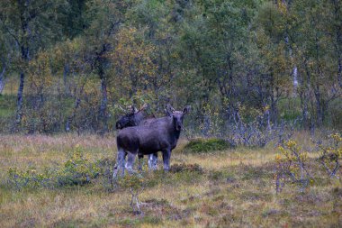 Norveç 'in kuzeyindeki Lofoten Adaları' nda sonbahar bitkileri ve ağaçlarla çevrili geyik otluyor..