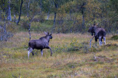 Norveç 'in kuzeyindeki Lofoten Adaları' nda sonbahar bitkileri ve ağaçlarla çevrili geyik otluyor..