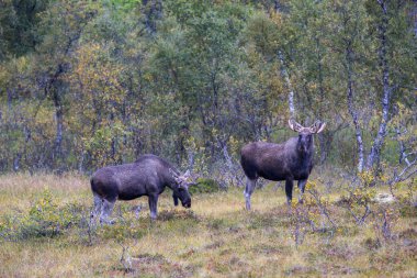 Norveç 'in kuzeyindeki Lofoten Adaları' nda sonbahar bitkileri ve ağaçlarla çevrili geyik otluyor..