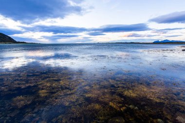 Lofoten Adaları, Norveç 'te sonbahar manzarası, renkli yeşillikler ve barışçıl fiyort içerir..