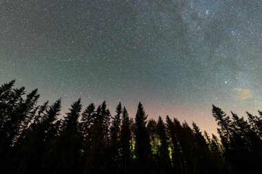 Kuzey ışıkları Norveç 'te bir ormanın üzerindeki gece gökyüzünü aydınlatıyor. Yıldızlı bir gökyüzü ve siluette ağaçlar var..