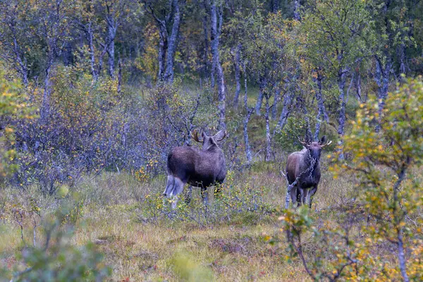 Norveç 'in kuzeyindeki Lofoten Adaları' nda sonbahar bitkileri ve ağaçlarla çevrili geyik otluyor..