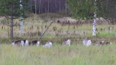 Sonbaharda Kuzey Finlandiya, Laponya 'da ren geyikleri. Avrupa