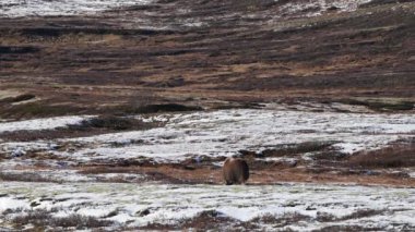 Norveç, Dovrefjell Ulusal Parkı 'nda, etkileyici boynuzlarıyla kar ve bitkilerle çevrili bir misk öküzü..