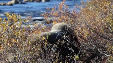 Norveç, Dovrefjell Ulusal Parkı 'nda, etkileyici boynuzlarıyla kar ve bitkilerle çevrili bir misk öküzü..