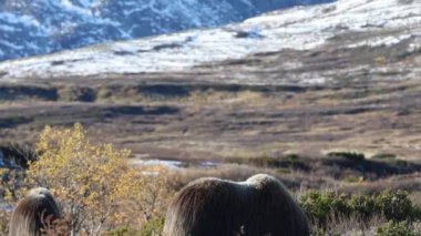 Norveç, Dovrefjell Ulusal Parkı 'nda, etkileyici boynuzlarıyla kar ve bitkilerle çevrili bir misk öküzü..
