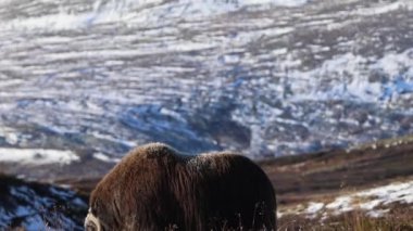 Norveç, Dovrefjell Ulusal Parkı 'nda, etkileyici boynuzlarıyla kar ve bitkilerle çevrili bir misk öküzü..
