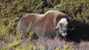 Norveç, Dovrefjell Ulusal Parkı 'nda, etkileyici boynuzlarıyla kar ve bitkilerle çevrili bir misk öküzü..