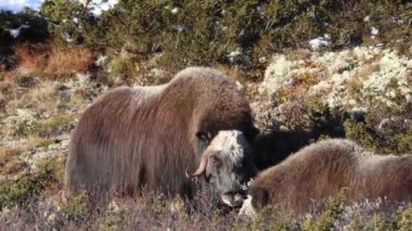 Norveç, Dovrefjell Ulusal Parkı 'nda, etkileyici boynuzlarıyla kar ve bitkilerle çevrili bir misk öküzü..