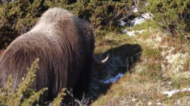 Norveç, Dovrefjell Ulusal Parkı 'nda, etkileyici boynuzlarıyla kar ve bitkilerle çevrili bir misk öküzü..