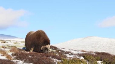 Norveç, Dovrefjell Ulusal Parkı 'nda, etkileyici boynuzlarıyla kar ve bitkilerle çevrili bir misk öküzü..