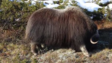 Norveç, Dovrefjell Ulusal Parkı 'nda, etkileyici boynuzlarıyla kar ve bitkilerle çevrili bir misk öküzü..