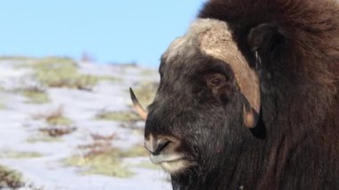 Norveç, Dovrefjell Ulusal Parkı 'nda, etkileyici boynuzlarıyla kar ve bitkilerle çevrili bir misk öküzü..