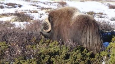 Norveç, Dovrefjell Ulusal Parkı 'nda, etkileyici boynuzlarıyla kar ve bitkilerle çevrili bir misk öküzü..