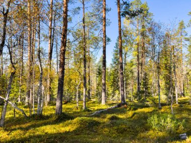 Sakin sonbahar sahnesi: Orman tepe örtüsünde süzülen güneş ışığı, yosun kaplı zeminde hafif bir parıltı ve alçak bitki örtüsü