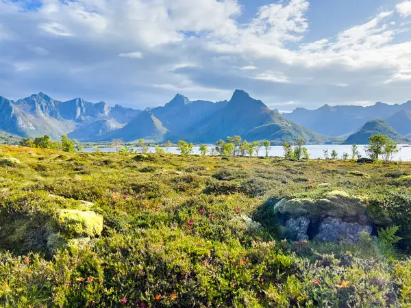 Lofoten Adaları, Norveç 'te sonbahar manzarası, renkli yeşillikler ve barışçıl fiyort içerir..