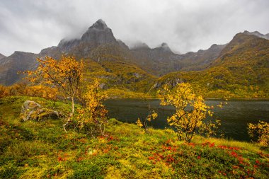 Lofoten Adaları, Norveç 'te sonbahar manzarası, renkli yeşillikler ve barışçıl fiyort içerir..