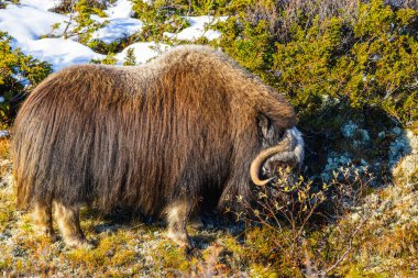 Norveç 'in güneyindeki Dovrefjell Ulusal Parkı' ndaki misk öküzü, etkileyici boynuzlarıyla kar ve bitki örtüsüyle çevrili..