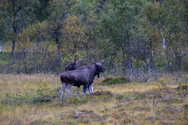 Norveç 'in kuzeyindeki Lofoten Adaları' nda sonbahar bitkileri ve ağaçlarla çevrili geyik otluyor..