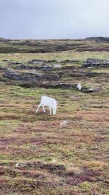 Ren geyiği Norveç 'in Nordkapp kentindeki yeşil bir tepede tek başına otluyor.