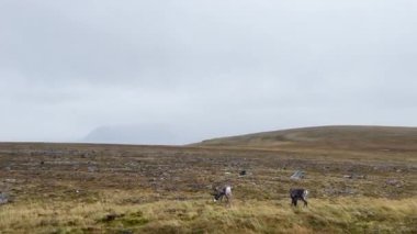 Ren geyiği Norveç 'in Nordkapp kentindeki yeşil bir tepede tek başına otluyor.