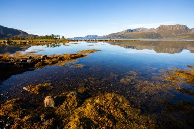 Autumn landscape in Lofoten Islands, Norway, featuring colorful foliage, and a peaceful fjord. clipart