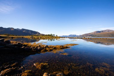 Lofoten Adaları, Norveç 'te sonbahar manzarası, renkli yeşillikler ve barışçıl fiyort içerir..