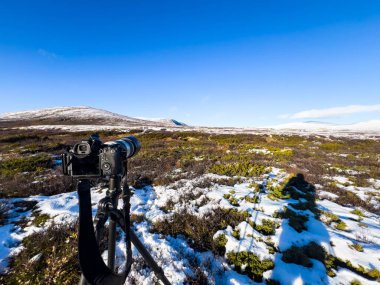 Norveç 'in güneyindeki Dovrefjell Ulusal Parkı' nda kar ve bitki örtüsüyle çevrili sonbahar manzarasının fotoğraflarını çekiyoruz.