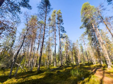 Sakin sonbahar sahnesi: Orman tepe örtüsünde süzülen güneş ışığı, yosun kaplı zeminde hafif bir parıltı ve alçak bitki örtüsü