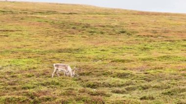 Ren geyiği Norveç 'in Nordkapp kentindeki yeşil bir tepede tek başına otluyor.