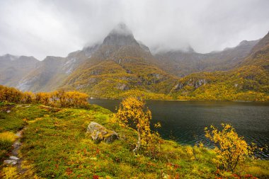 Lofoten Adaları, Norveç 'te sonbahar manzarası, renkli yeşillikler ve barışçıl fiyort içerir..
