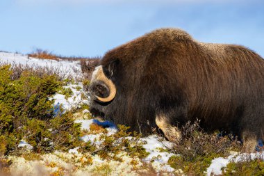 A Musk Ox in Dovrefjell National Park, south Norway, surrounded by snow and vegetation, with its impressive horns. clipart