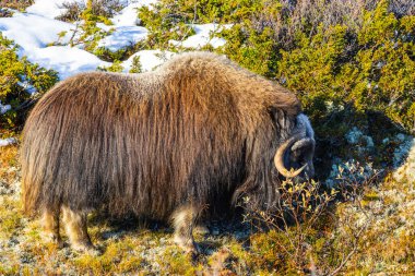 Norveç 'in güneyindeki Dovrefjell Ulusal Parkı' ndaki misk öküzü, etkileyici boynuzlarıyla kar ve bitki örtüsüyle çevrili..