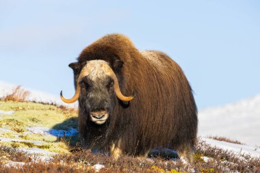 Norveç 'in güneyindeki Dovrefjell Ulusal Parkı' ndaki misk öküzü, etkileyici boynuzlarıyla kar ve bitki örtüsüyle çevrili..
