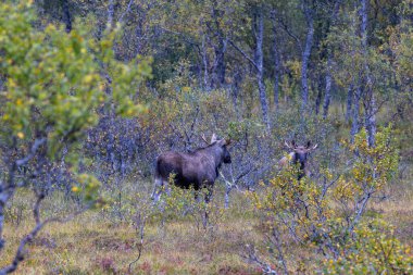 Norveç 'in kuzeyindeki Lofoten Adaları' nda sonbahar bitkileri ve ağaçlarla çevrili geyik otluyor..