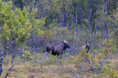 Norveç 'in kuzeyindeki Lofoten Adaları' nda sonbahar bitkileri ve ağaçlarla çevrili geyik otluyor..