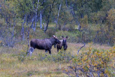 Moose grazing in the wild in Lofoten Islands, northern Norway, surrounded by autumn vegetation and trees. clipart