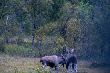 Moose grazing in the wild in Lofoten Islands, northern Norway, surrounded by autumn vegetation and trees. clipart