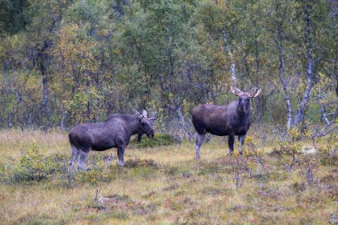 Moose grazing in the wild in Lofoten Islands, northern Norway, surrounded by autumn vegetation and trees. clipart