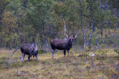 Norveç 'in kuzeyindeki Lofoten Adaları' nda sonbahar bitkileri ve ağaçlarla çevrili geyik otluyor..